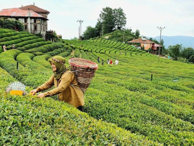 Uçaklı Butik Doğu Karadeniz ve Batum Turu (1 Gece Batum 1 Gece Ayder Yaylası Konaklama