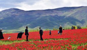 mus_ovasi-ssc-tur-1-f