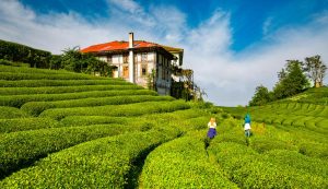 ssc_tur_ceceva_cay_bahceleri_rize-f