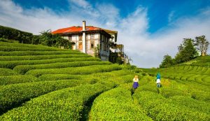 ssc_tur_ceceva_cay_bahceleri_rize-f-f