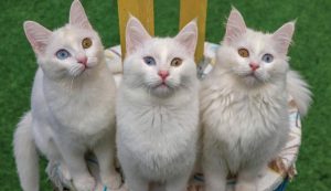 van_kedisi_ssc_tur_2025-f